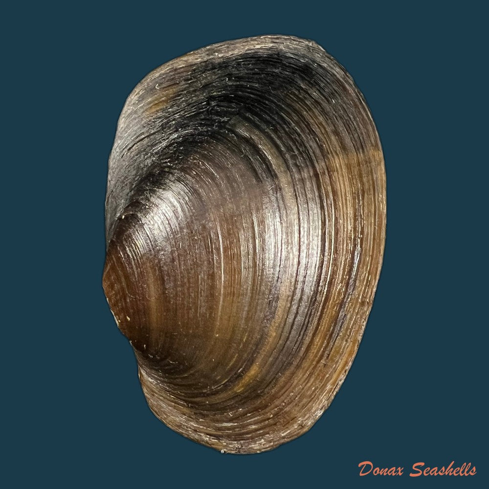 diplodon-suavidicus-i-lea-1856-61-1mm-copia