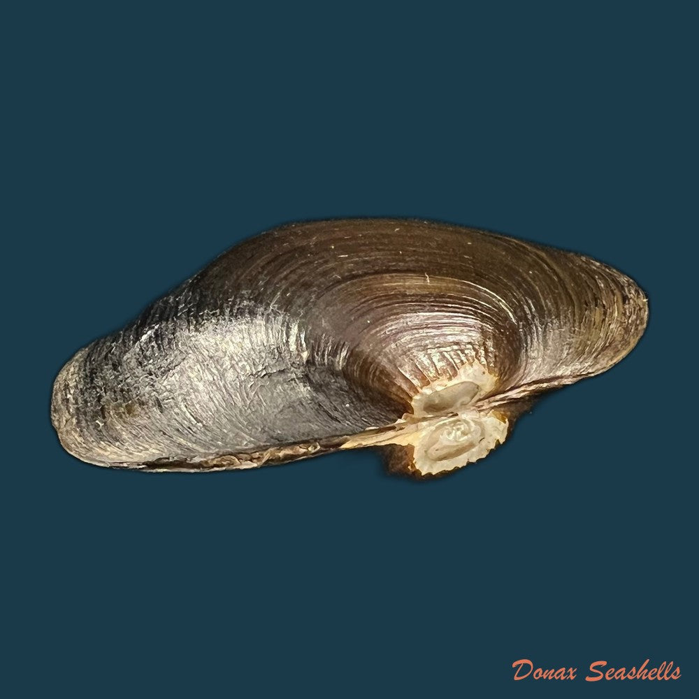 diplodon-suavidicus-i-lea-1856-61-1mm-copia