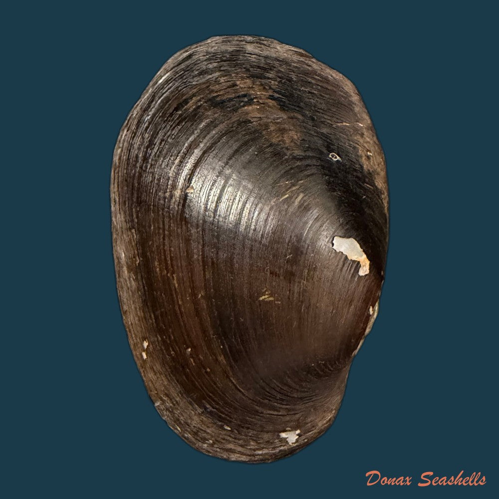 diplodon-suavidicus-i-lea-1856-64-9mm-copia-1