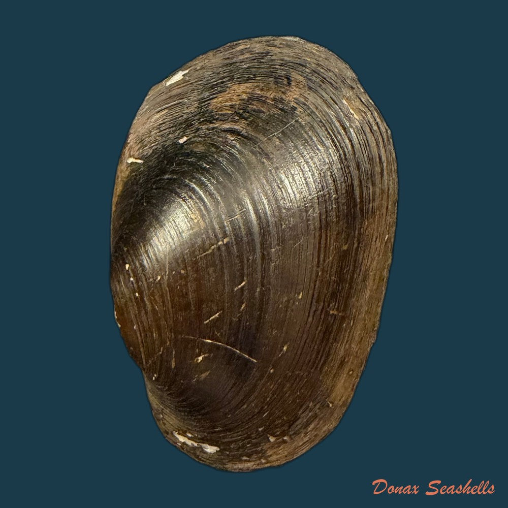 diplodon-suavidicus-i-lea-1856-64-9mm-copia-1