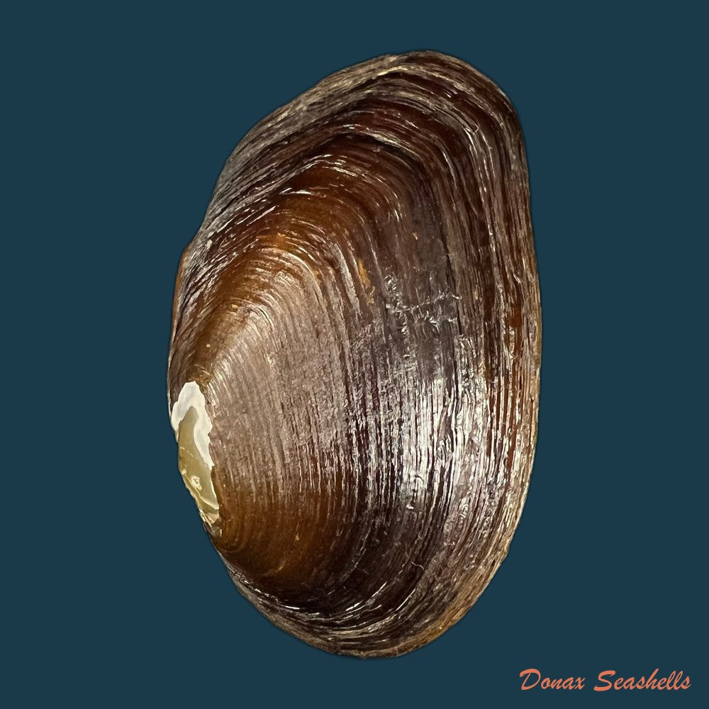 diplodon-suavidicus-i-lea-1856-64-9mm-copia