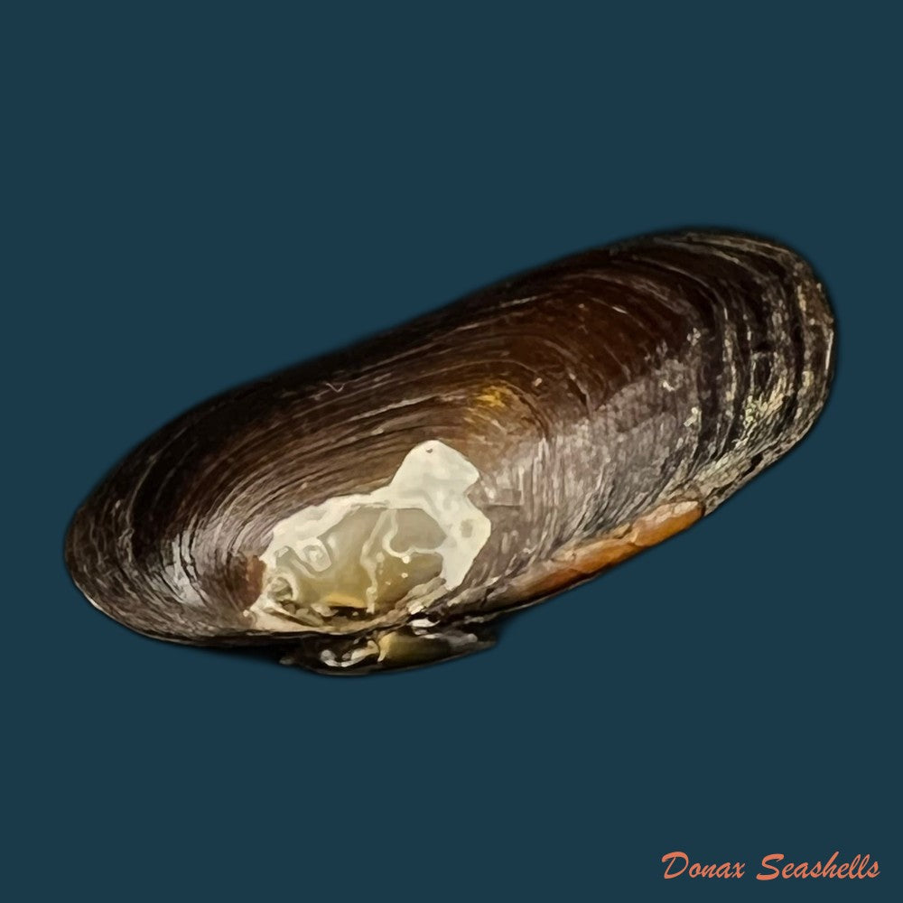 diplodon-suavidicus-i-lea-1856-64-9mm-copia