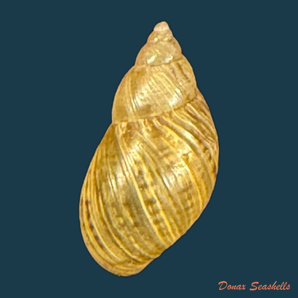 discoleus-aguirre-a-doering-1884-23-1mm-copia