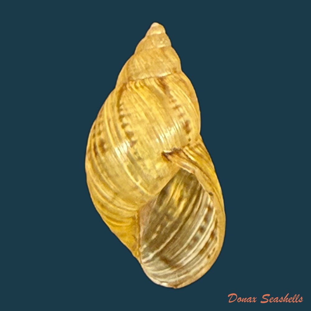 discoleus-aguirre-a-doering-1884-23-1mm-copia