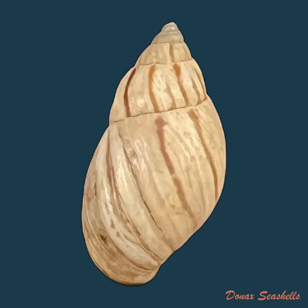 discoleus-ameghinoi-ihering-1908-16-9mm-copia