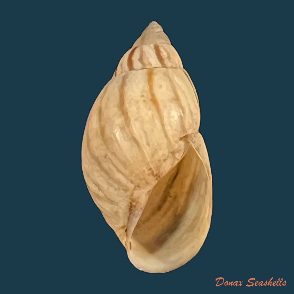 discoleus-ameghinoi-ihering-1908-16-9mm-copia