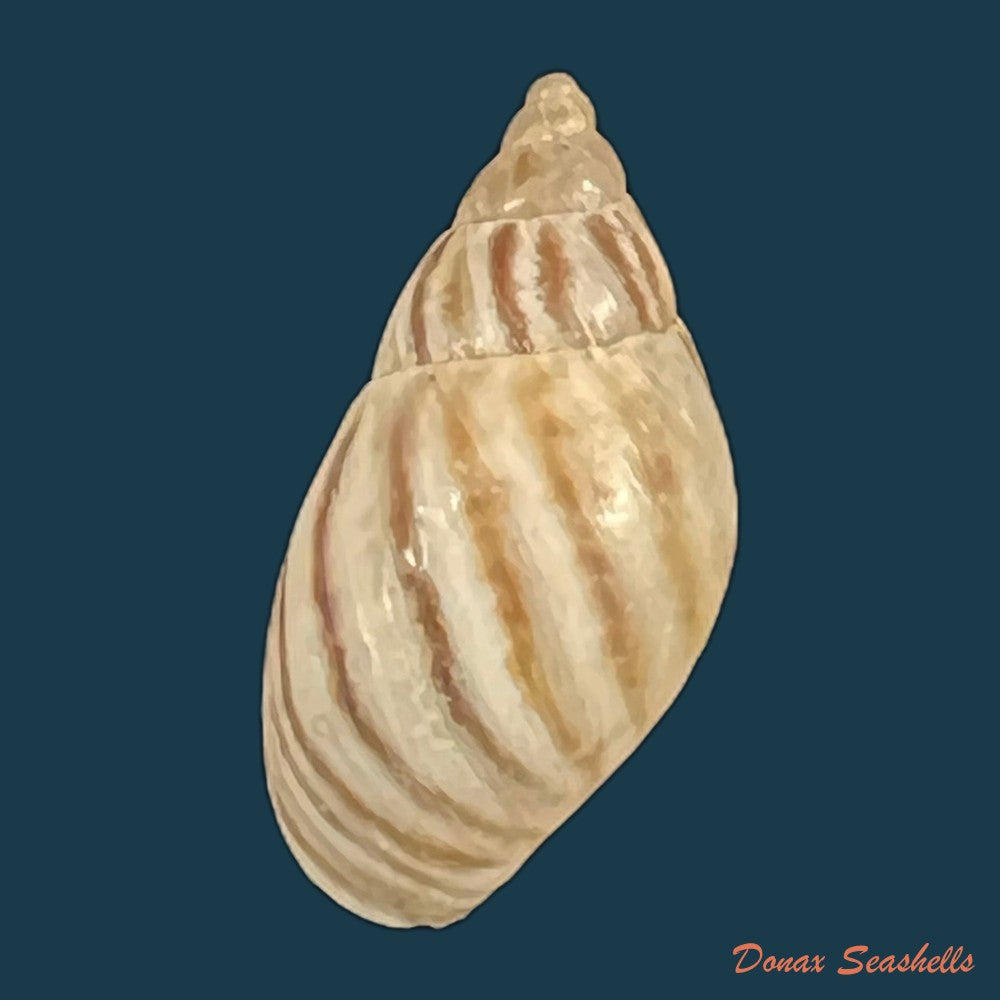 discoleus-ameghinoi-ihering-1908-20-7mm-copia