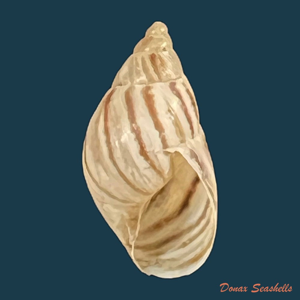 discoleus-ameghinoi-ihering-1908-20-7mm-copia
