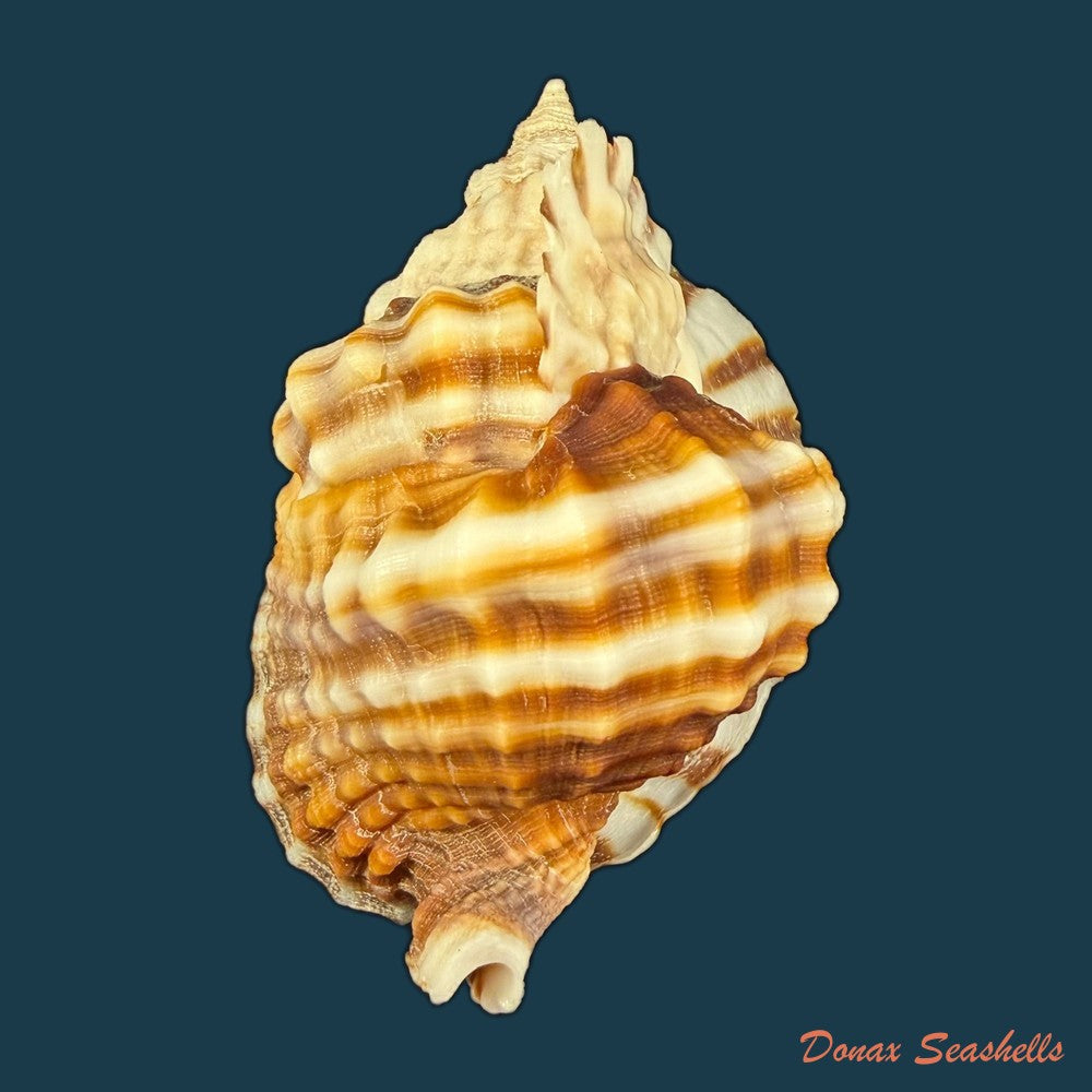 distorsio-anus-linnaeus-1758-69-6mm-copia