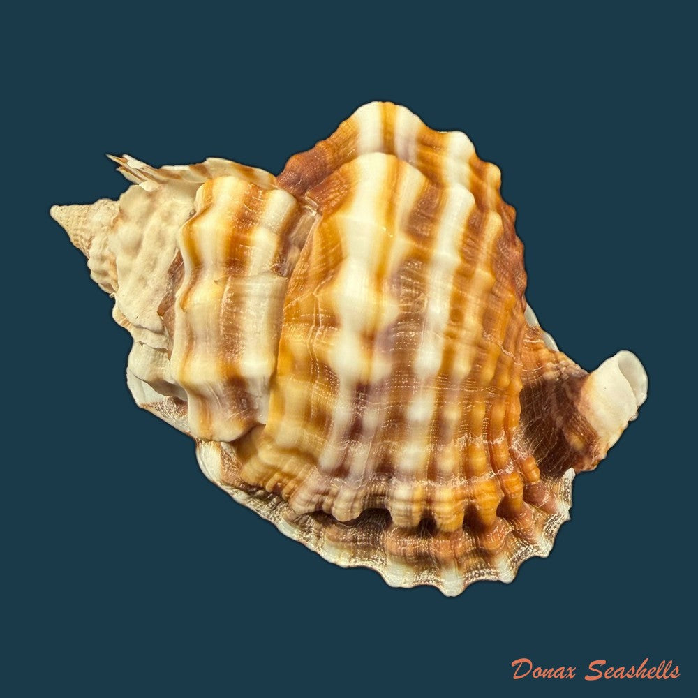 distorsio-anus-linnaeus-1758-69-6mm-copia