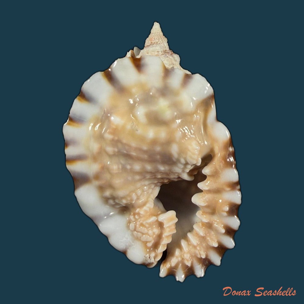 distorsio-anus-linnaeus-1758-69-6mm-copia
