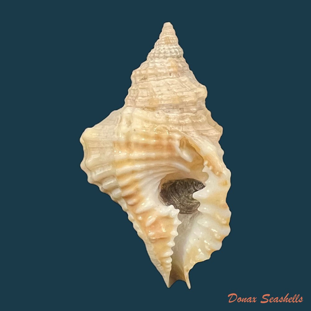 distorsio-smithi-maltzan-1884-62-1mm-copia-1