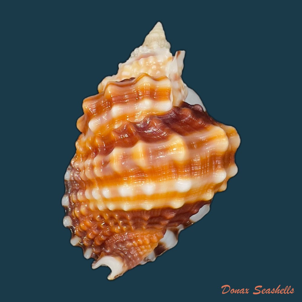 distorsio-smithi-maltzan-1884-62-1mm-copia