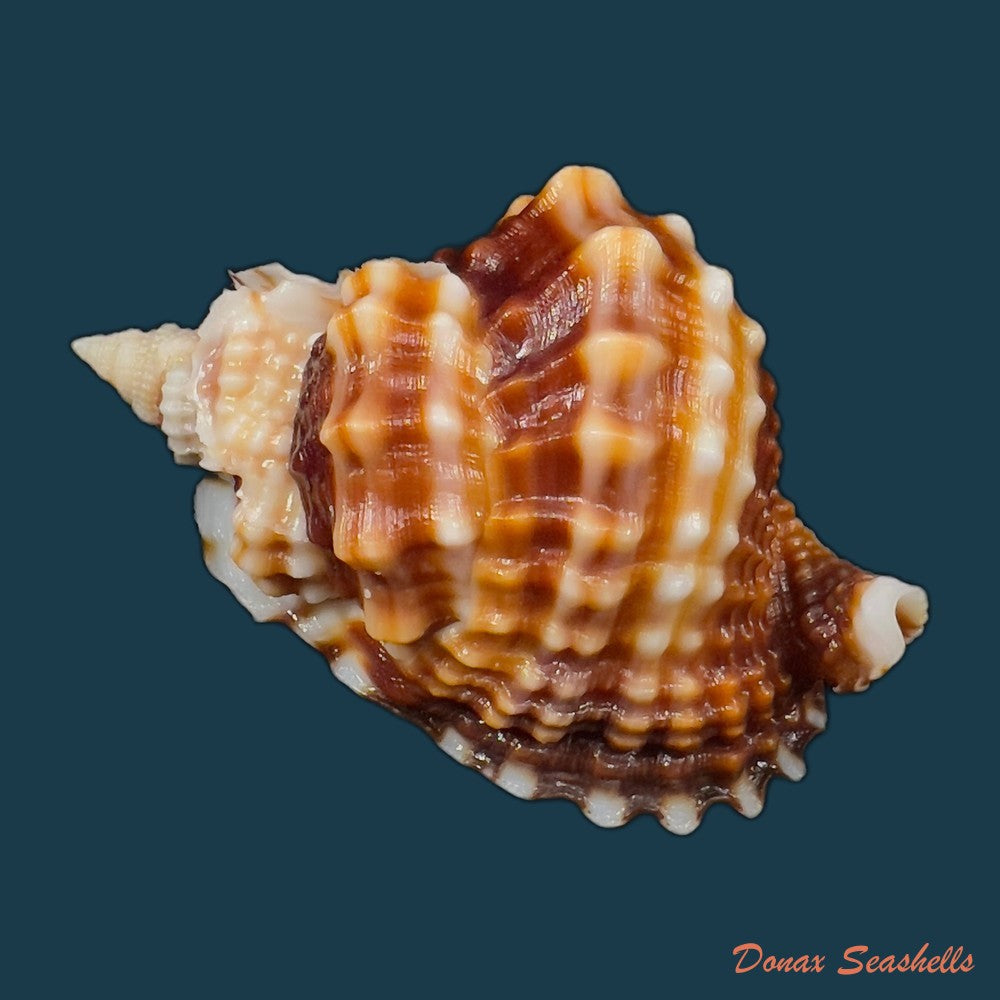 distorsio-smithi-maltzan-1884-62-1mm-copia