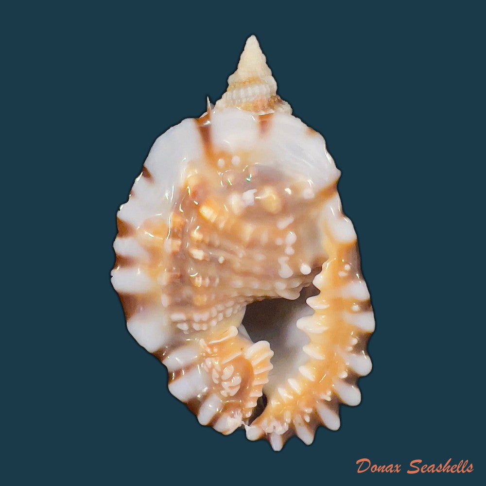 distorsio-smithi-maltzan-1884-62-1mm-copia