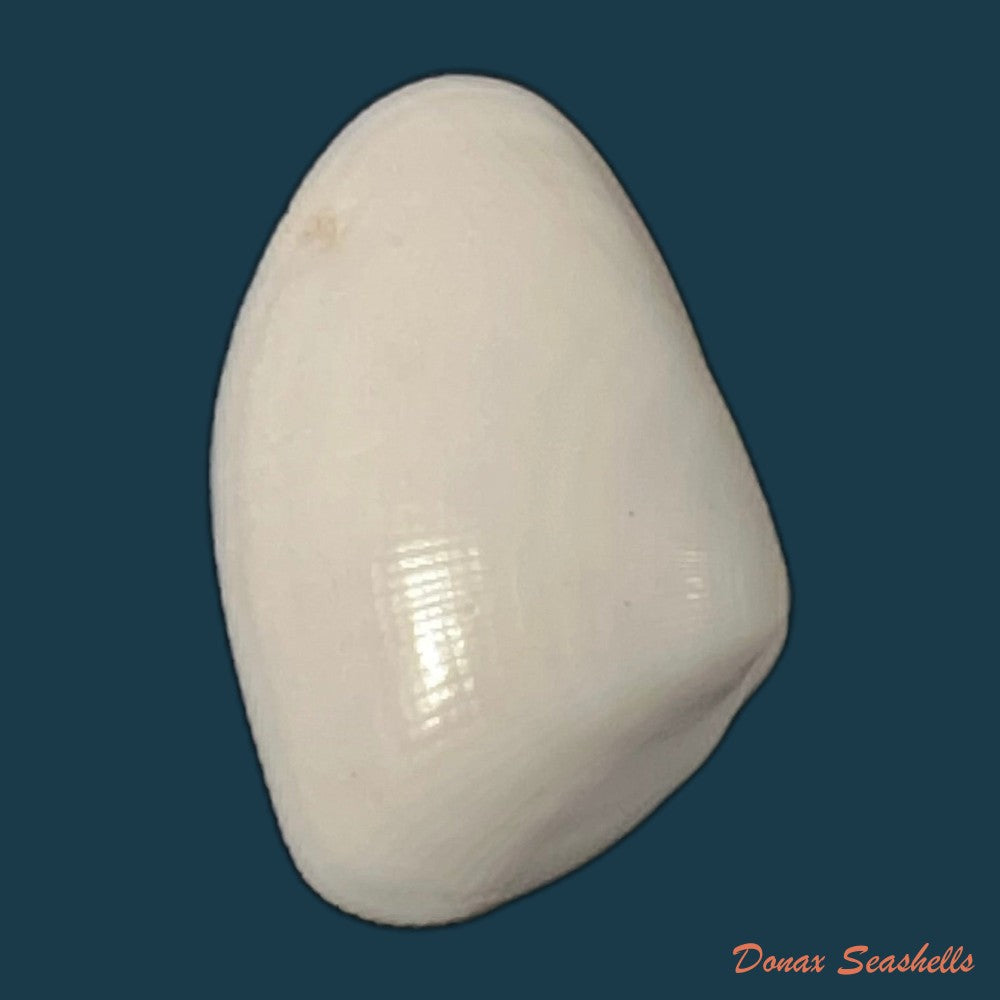 donax-gouldi-dall-1921-14mm-copia