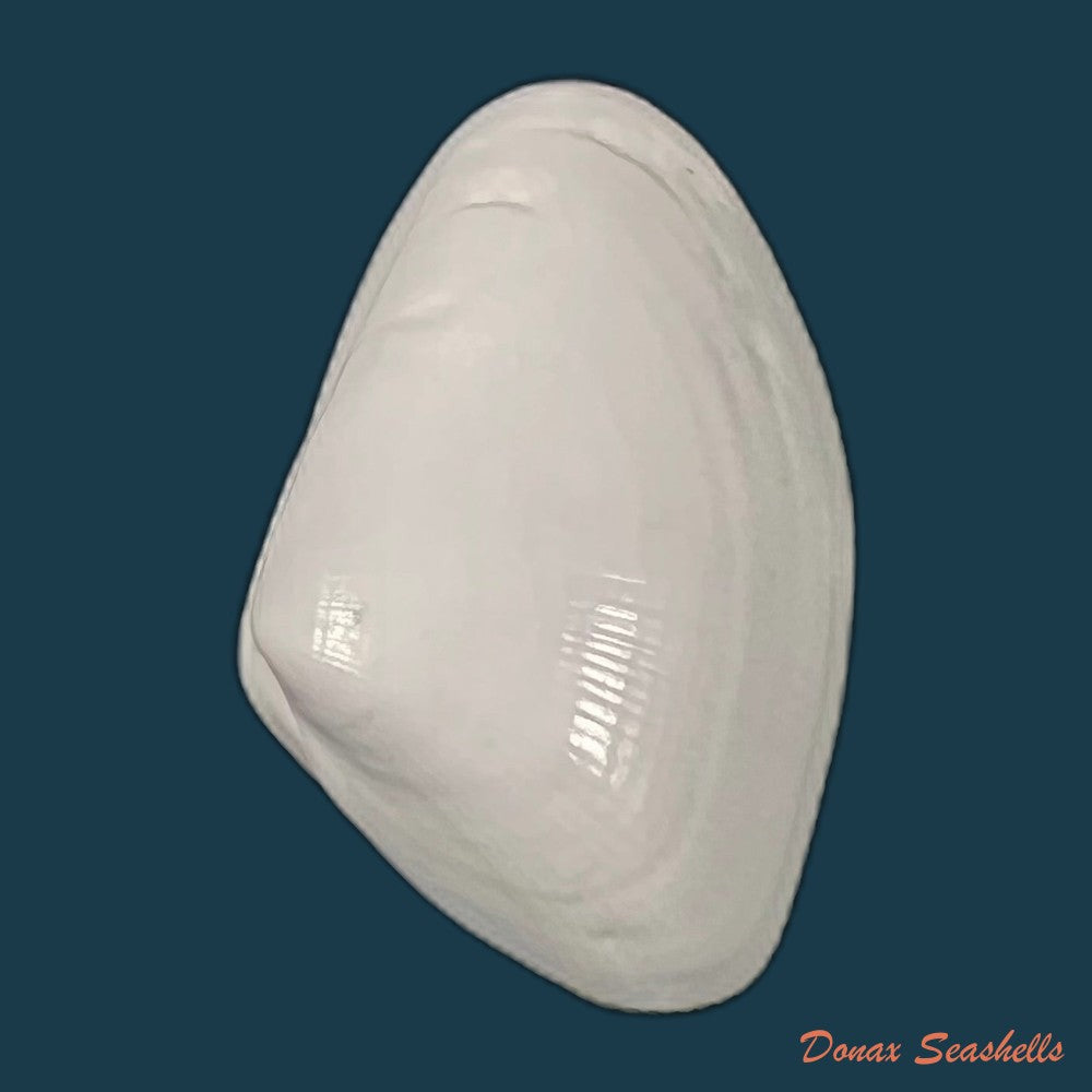 donax-gouldi-dall-1921-14mm-copia