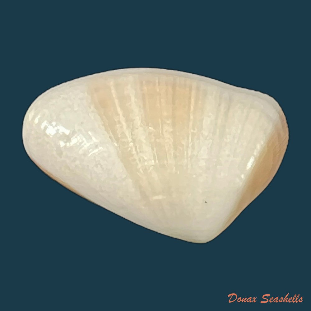 donax-gouldi-dall-1921-18-5mm-copia-1