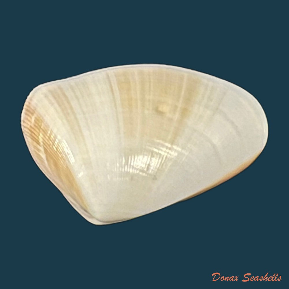 donax-gouldi-dall-1921-18-5mm-copia-1