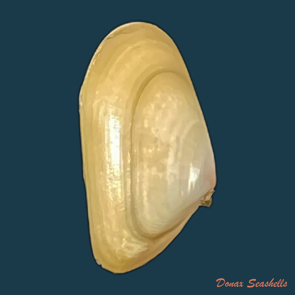 donax-gouldi-dall-1921-18-5mm-copia