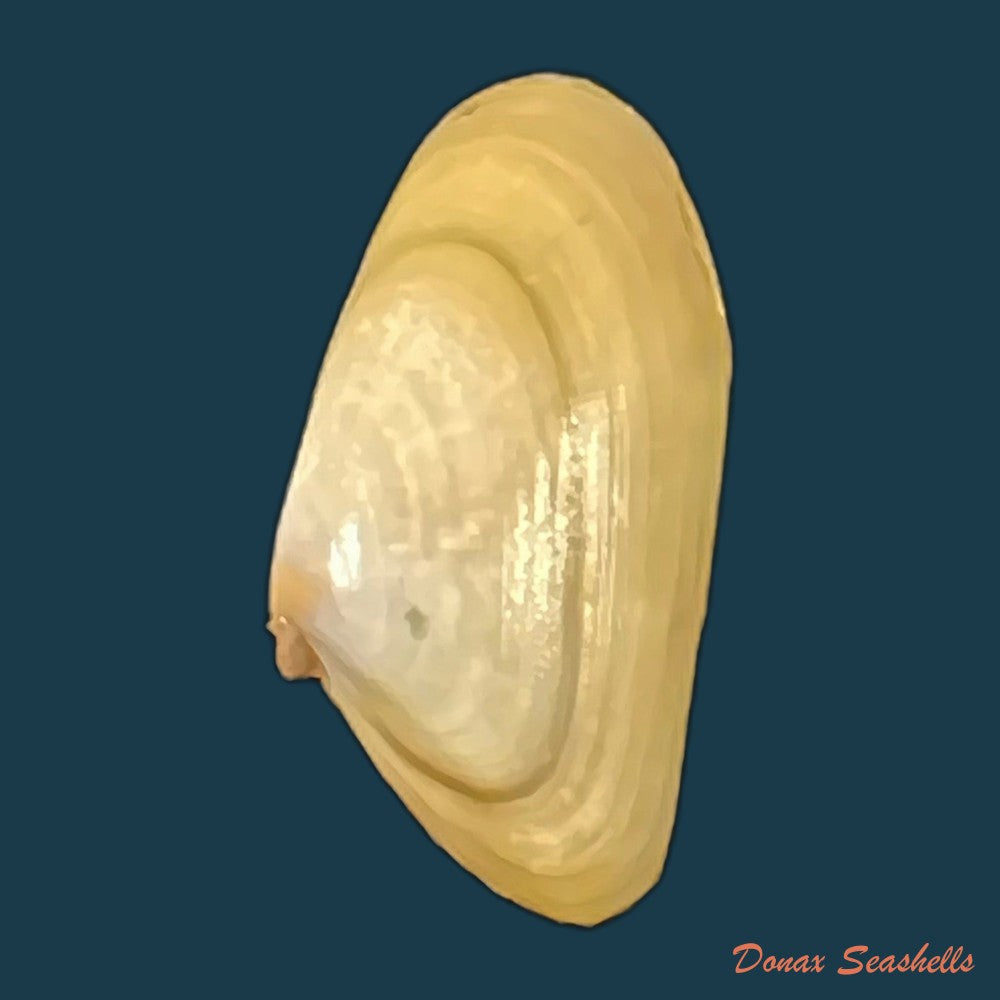 donax-gouldi-dall-1921-18-5mm-copia