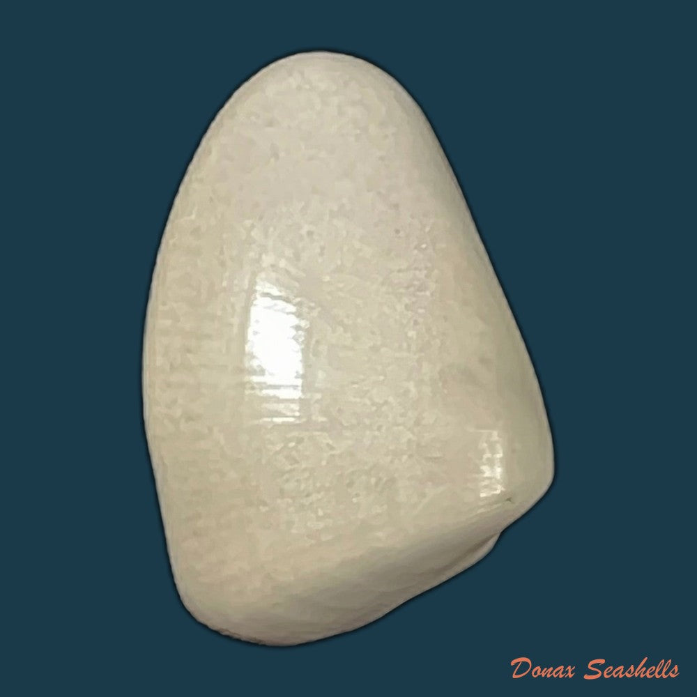 donax-gouldi-dall-1921-18-9mm-copia