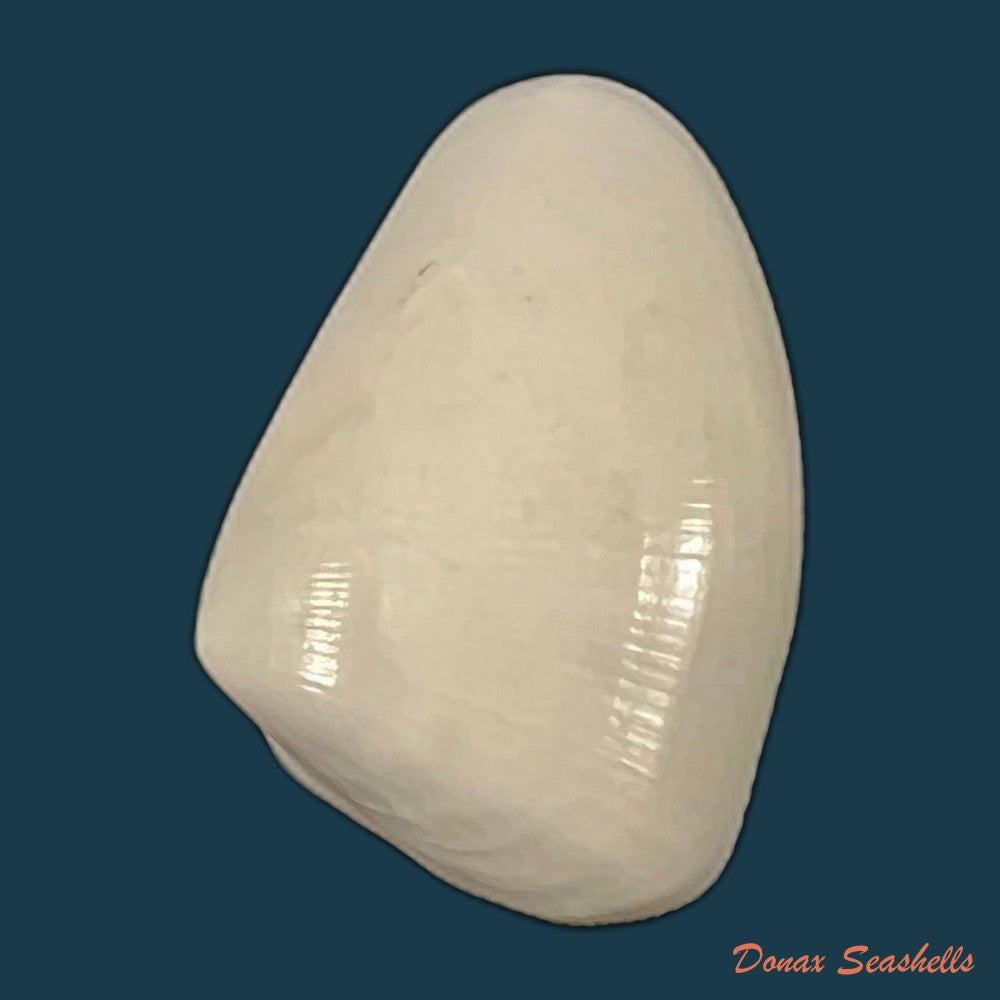 donax-gouldi-dall-1921-18-9mm-copia
