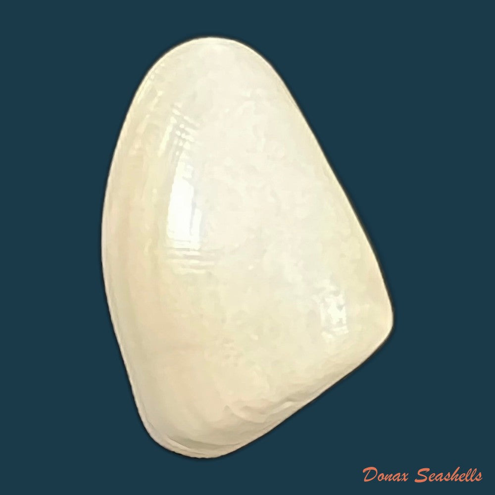 donax-gouldi-dall-1921-20-6mm-copia