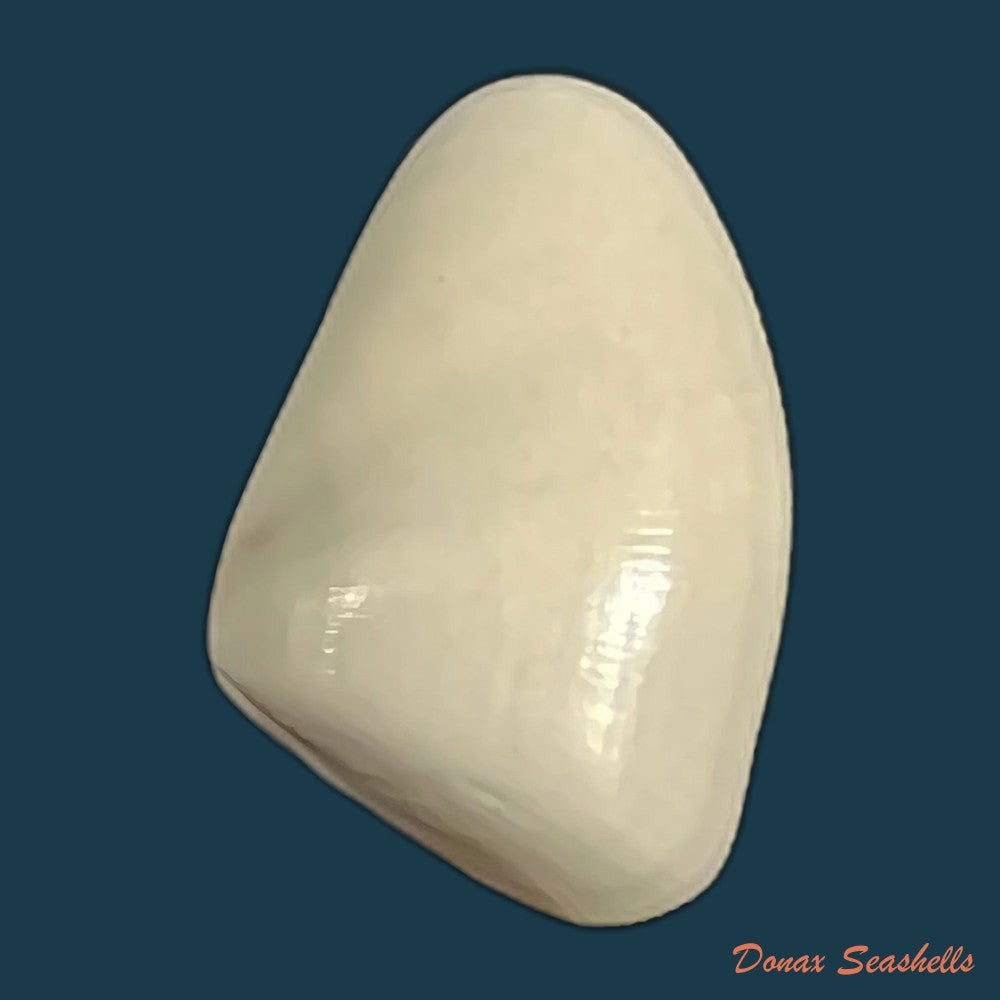 donax-gouldi-dall-1921-20-6mm-copia