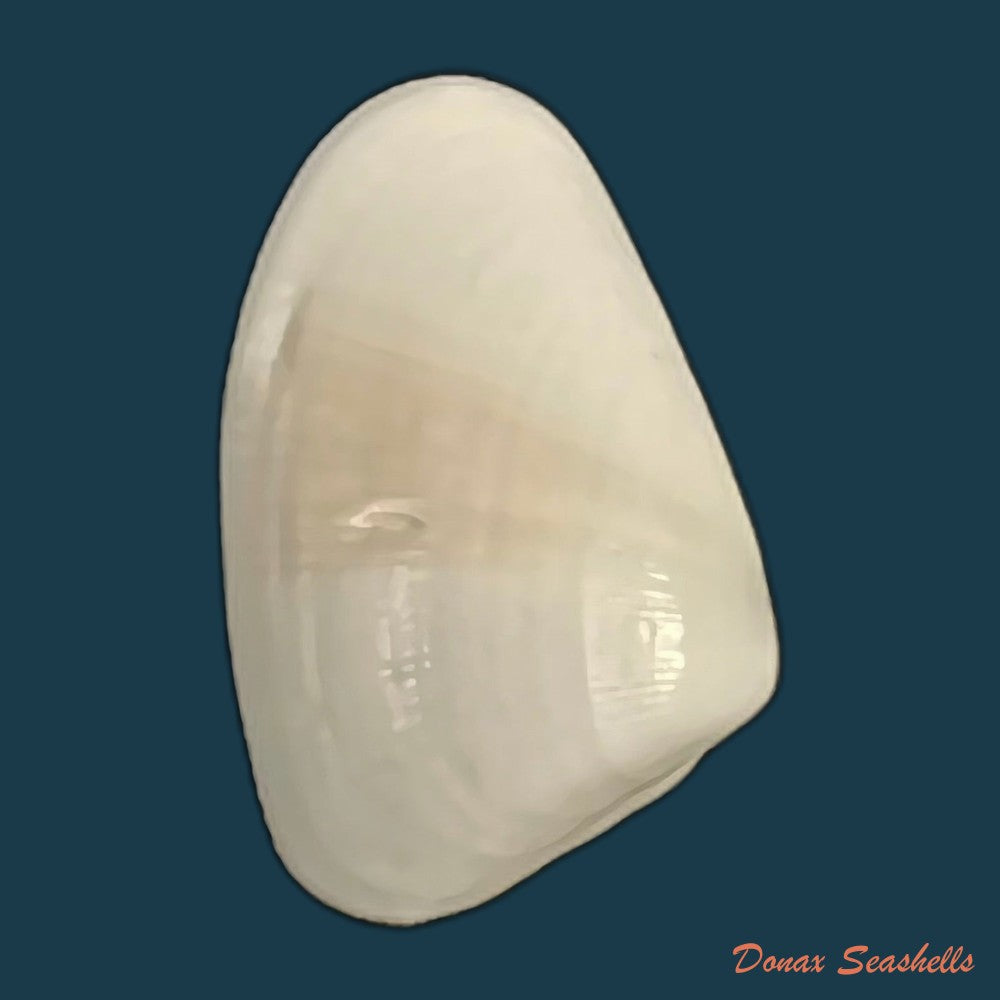 donax-gouldi-dall-1921-20mm-copia