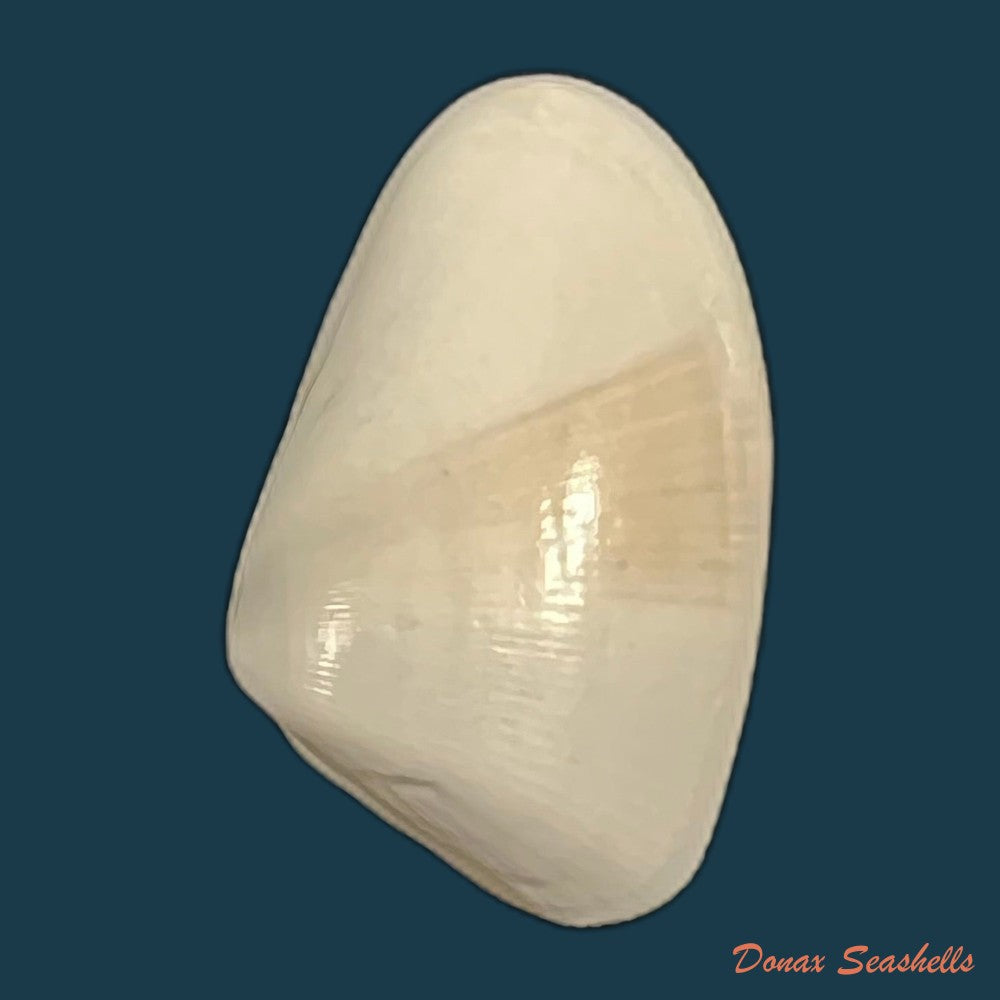 donax-gouldi-dall-1921-20mm-copia