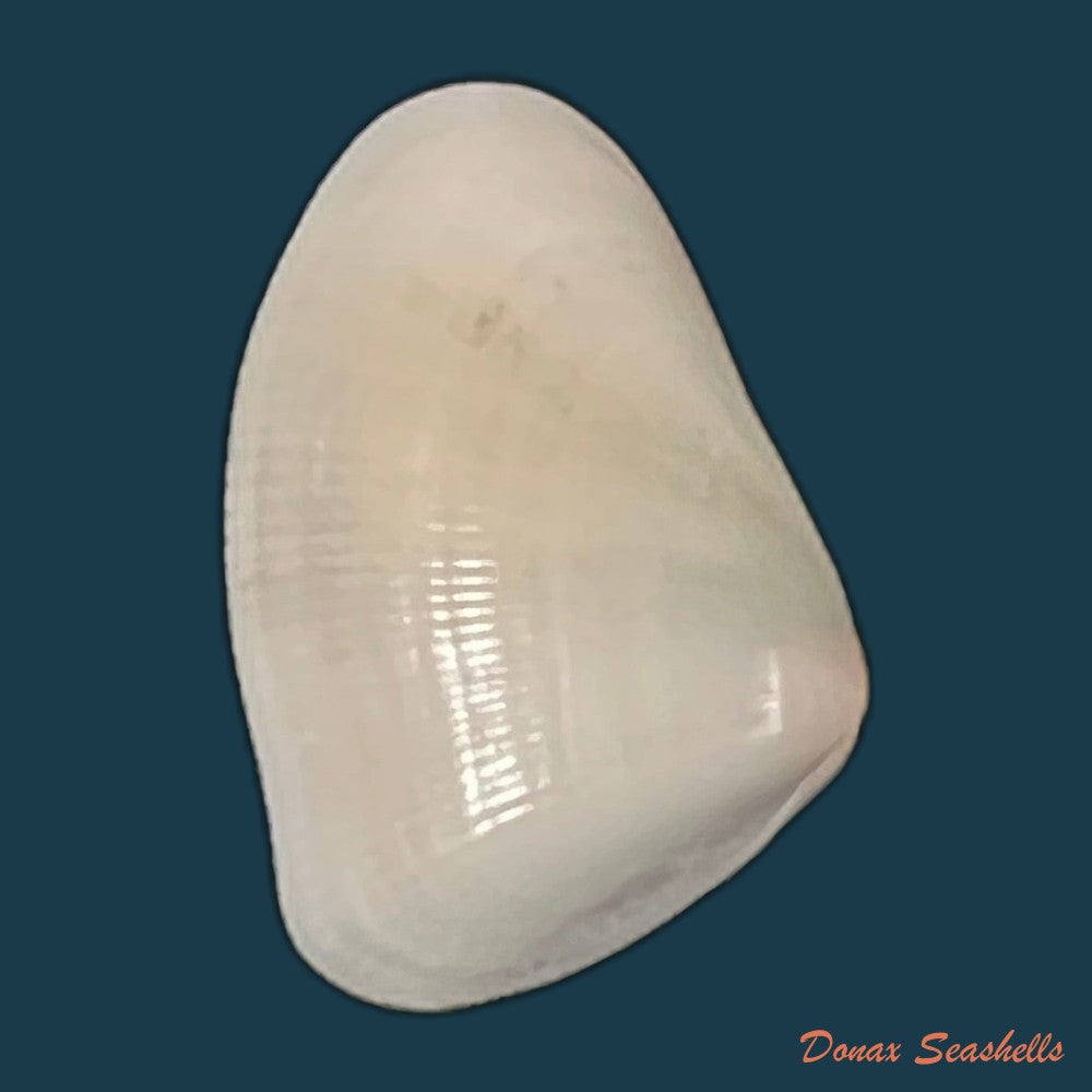 donax-gouldi-dall-1921-21-5mm-copia