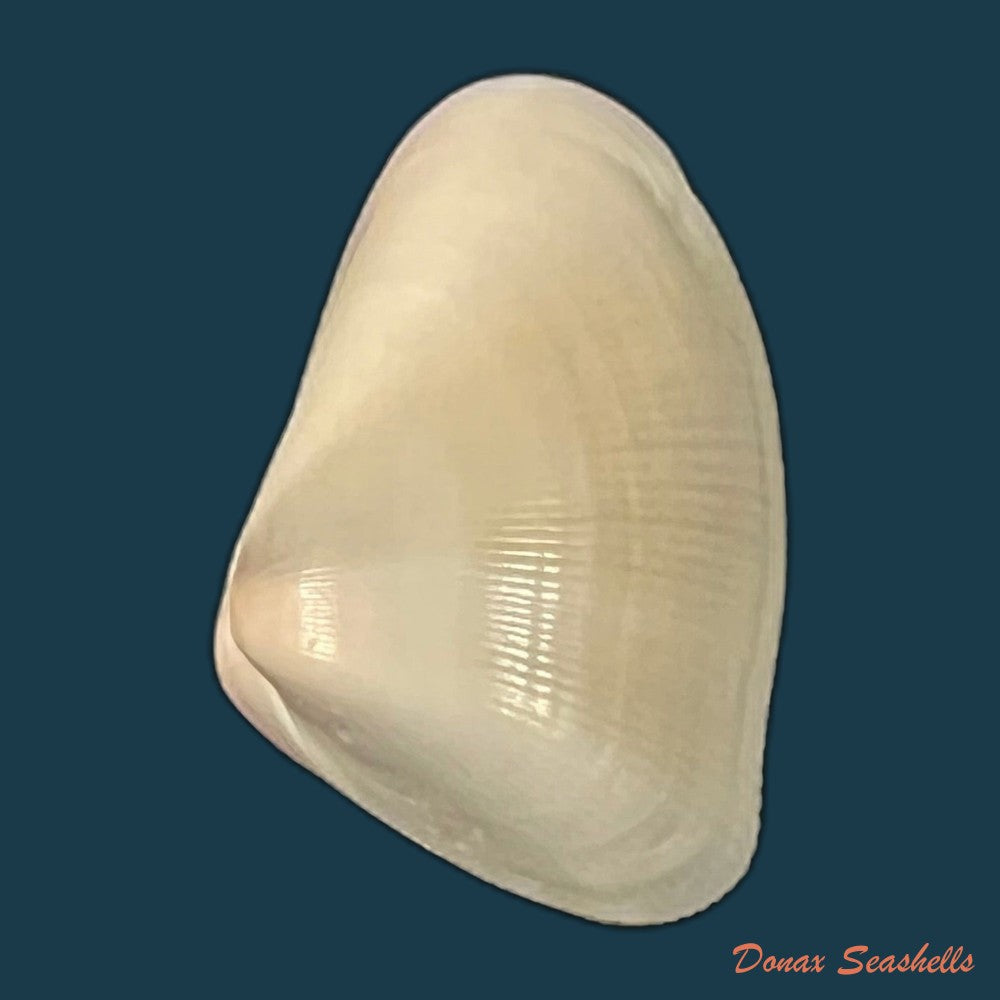 donax-gouldi-dall-1921-21-5mm-copia