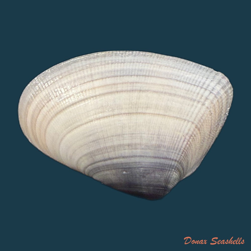 donax-panamensis-r-a-philippi-1849-27mm-copia