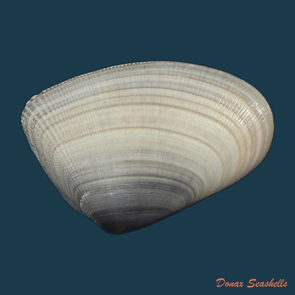 donax-panamensis-r-a-philippi-1849-27mm-copia