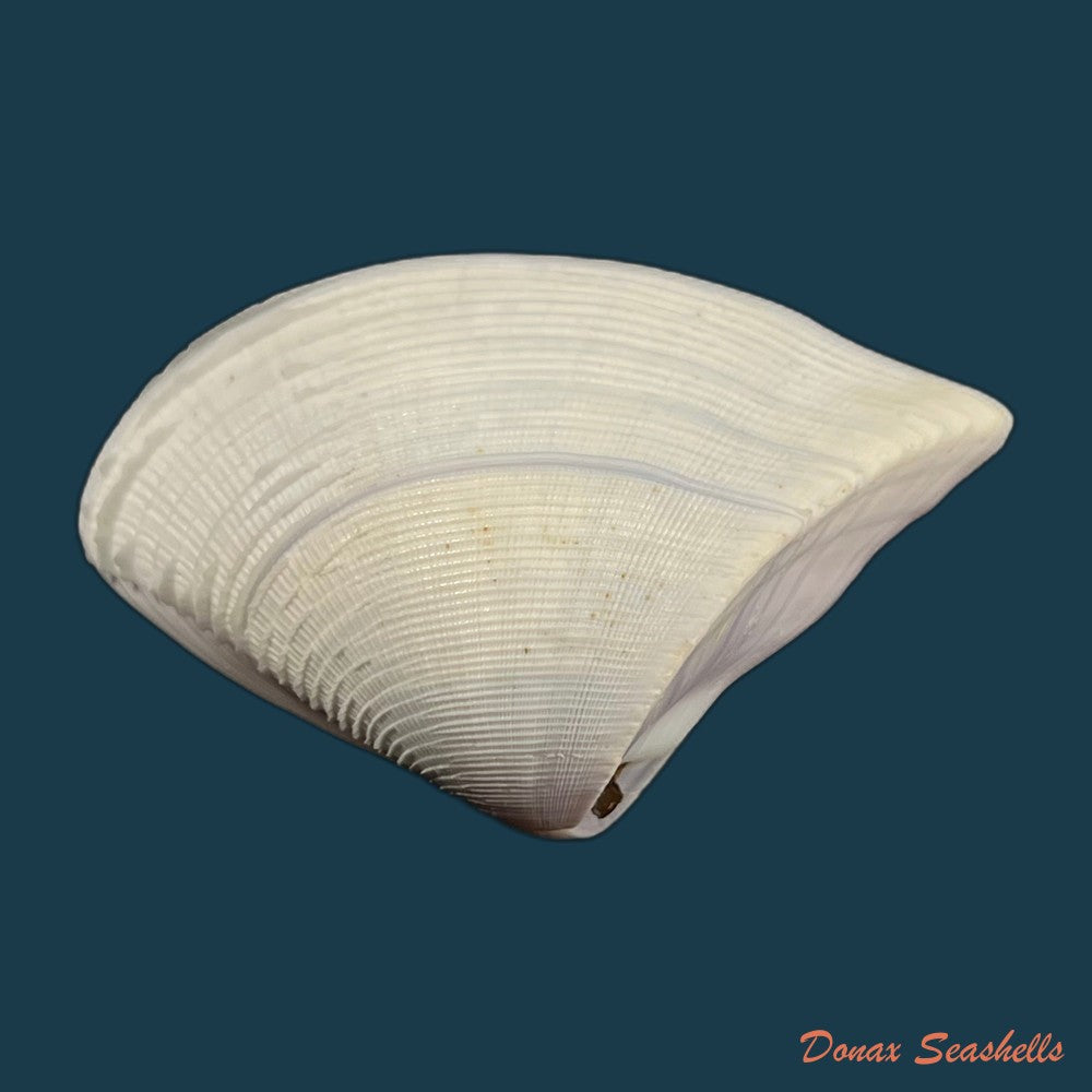 donax-scortum-linnaeus-1758-70-6mm-copia