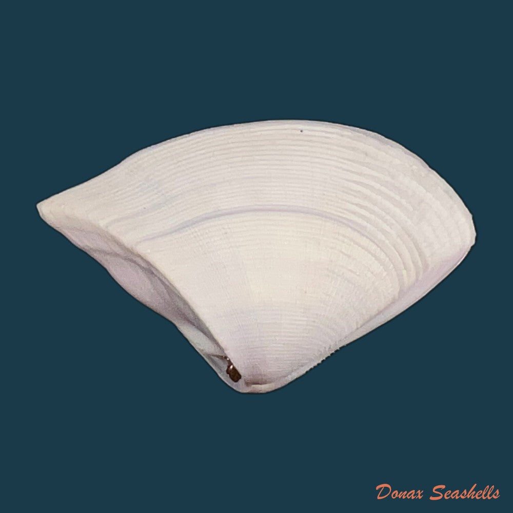 donax-scortum-linnaeus-1758-70-6mm-copia