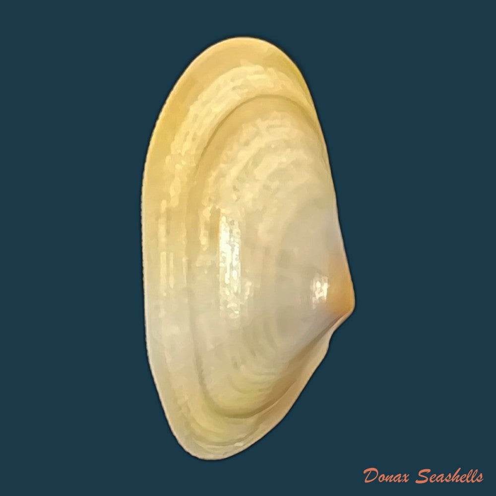 donax-semistriatus-poli-1795-21-4mm-copia