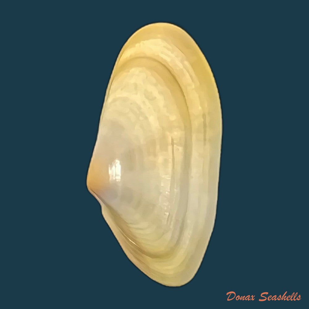 donax-semistriatus-poli-1795-21-4mm-copia