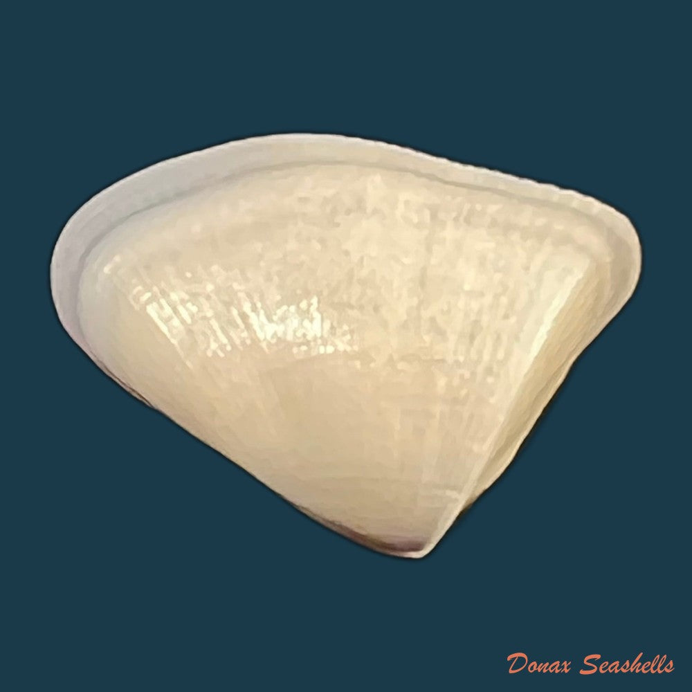 donax-striatus-linnaeus-1767-24-3mm-copia