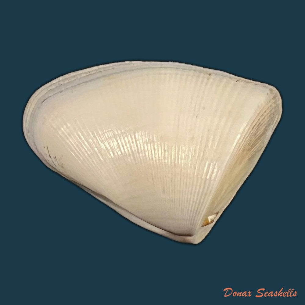 donax-striatus-linnaeus-1767-24mm-copia
