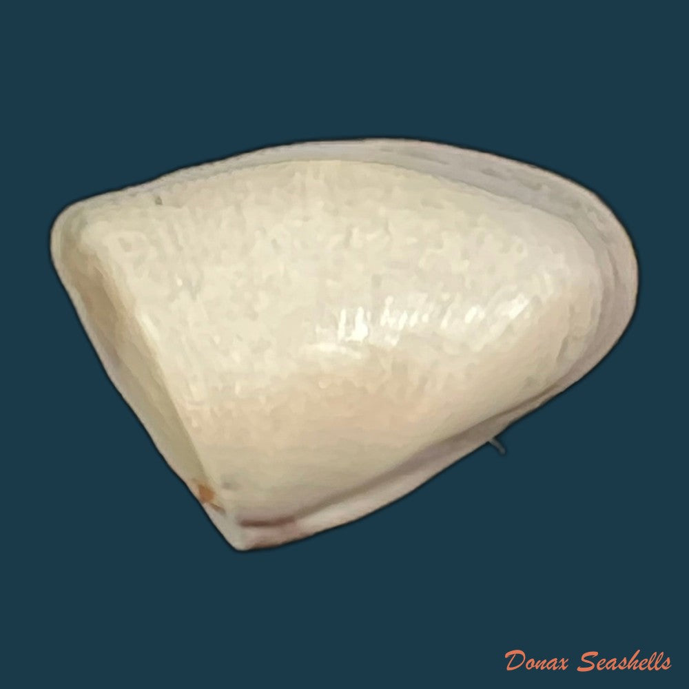 donax-striatus-linnaeus-1767-24mm-copia