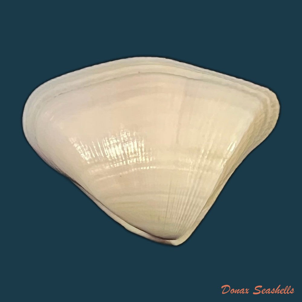 donax-striatus-linnaeus-1767-25-3mm-copia