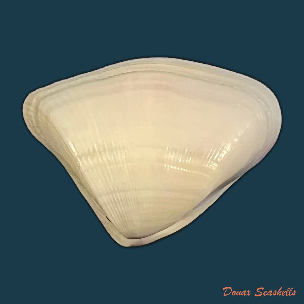 donax-striatus-linnaeus-1767-25-3mm-copia