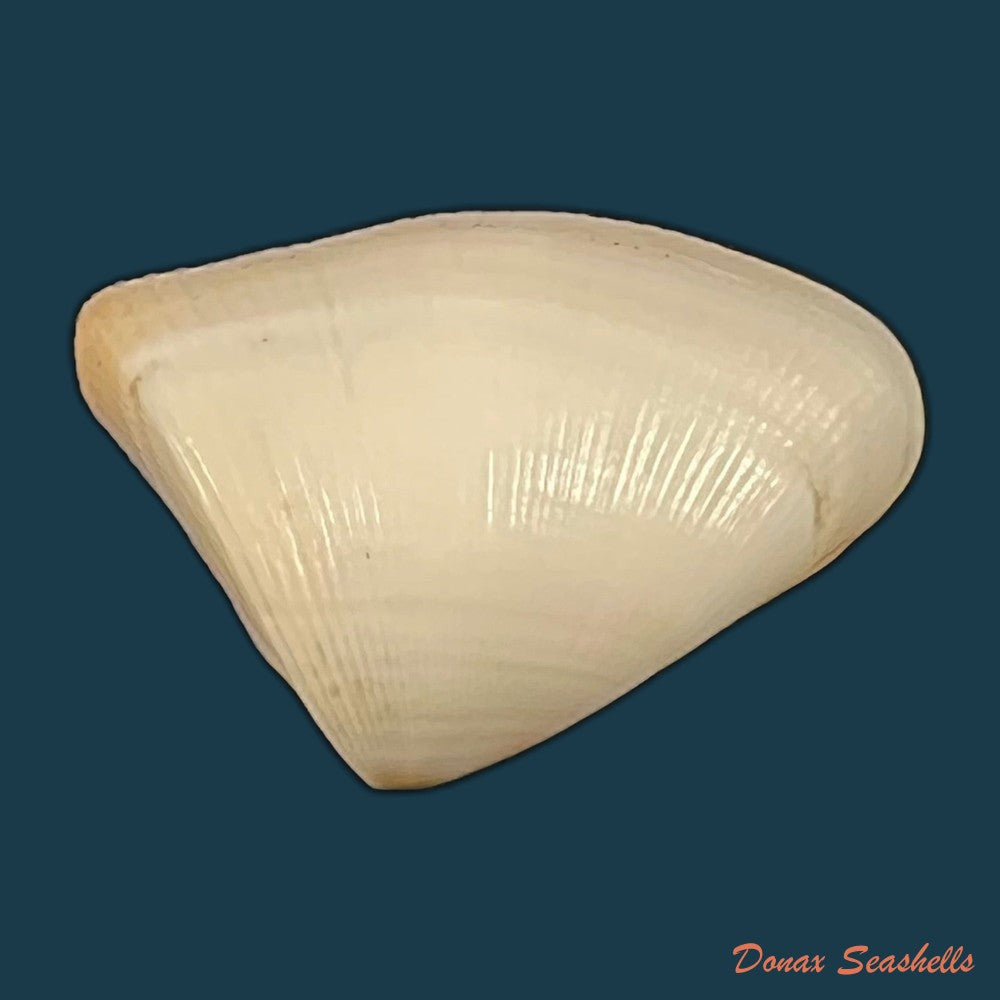 donax-striatus-linnaeus-1767-25-5mm-copia