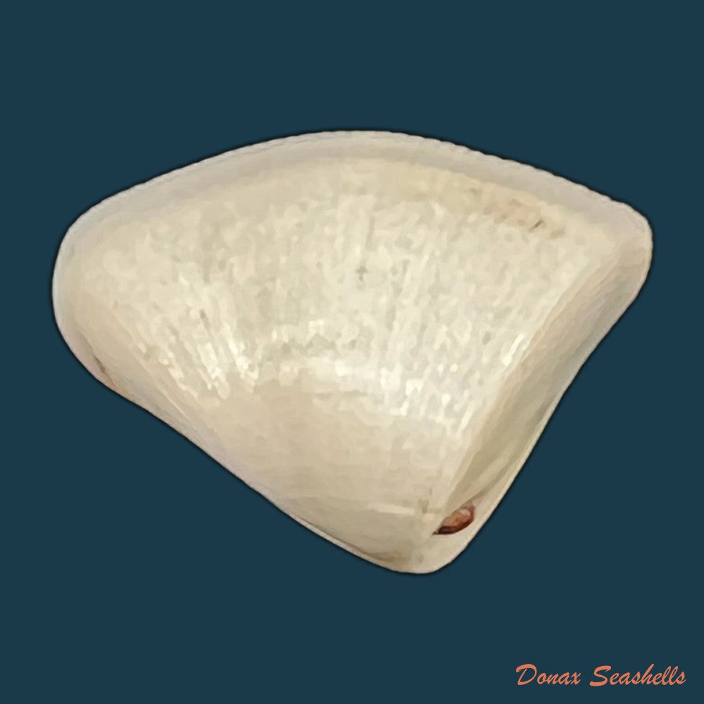 donax-striatus-linnaeus-1767-25-8mm-copia