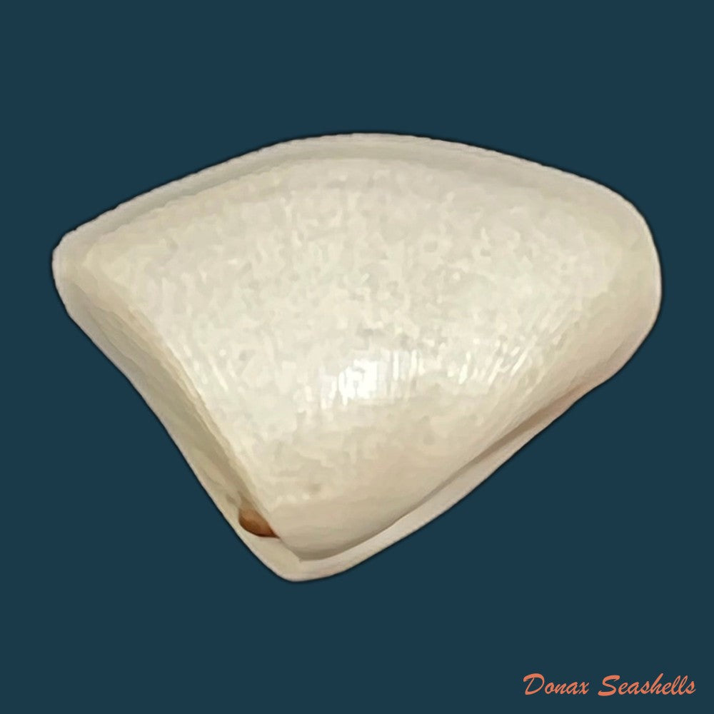 donax-striatus-linnaeus-1767-25-8mm-copia