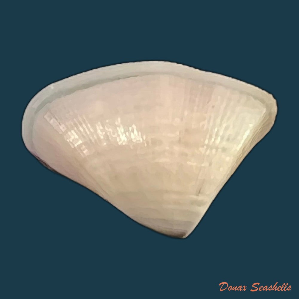 donax-striatus-linnaeus-1767-26-2mm-copia