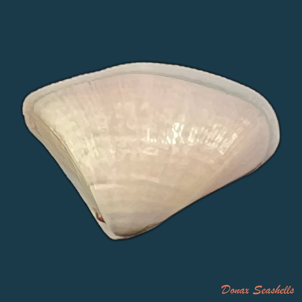 donax-striatus-linnaeus-1767-26-2mm-copia
