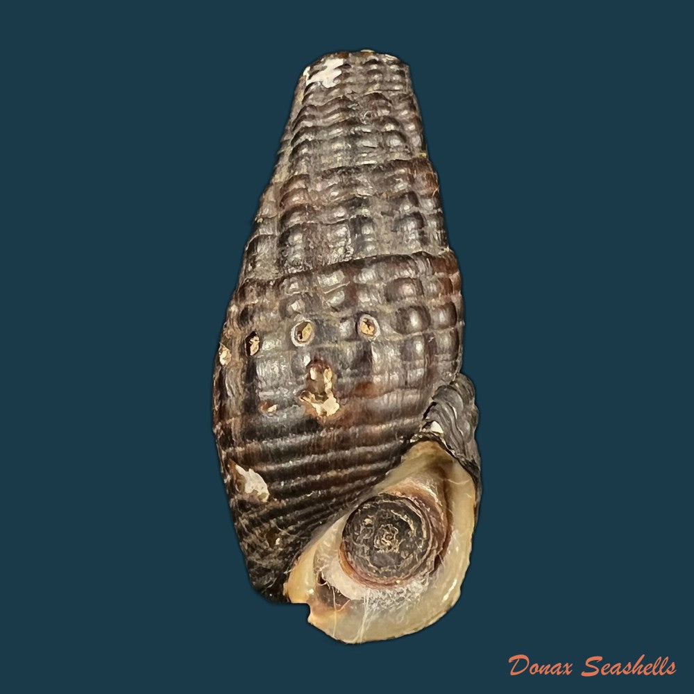 doryssa-cachoeirae-f-baker-1914-34-4mm-copia